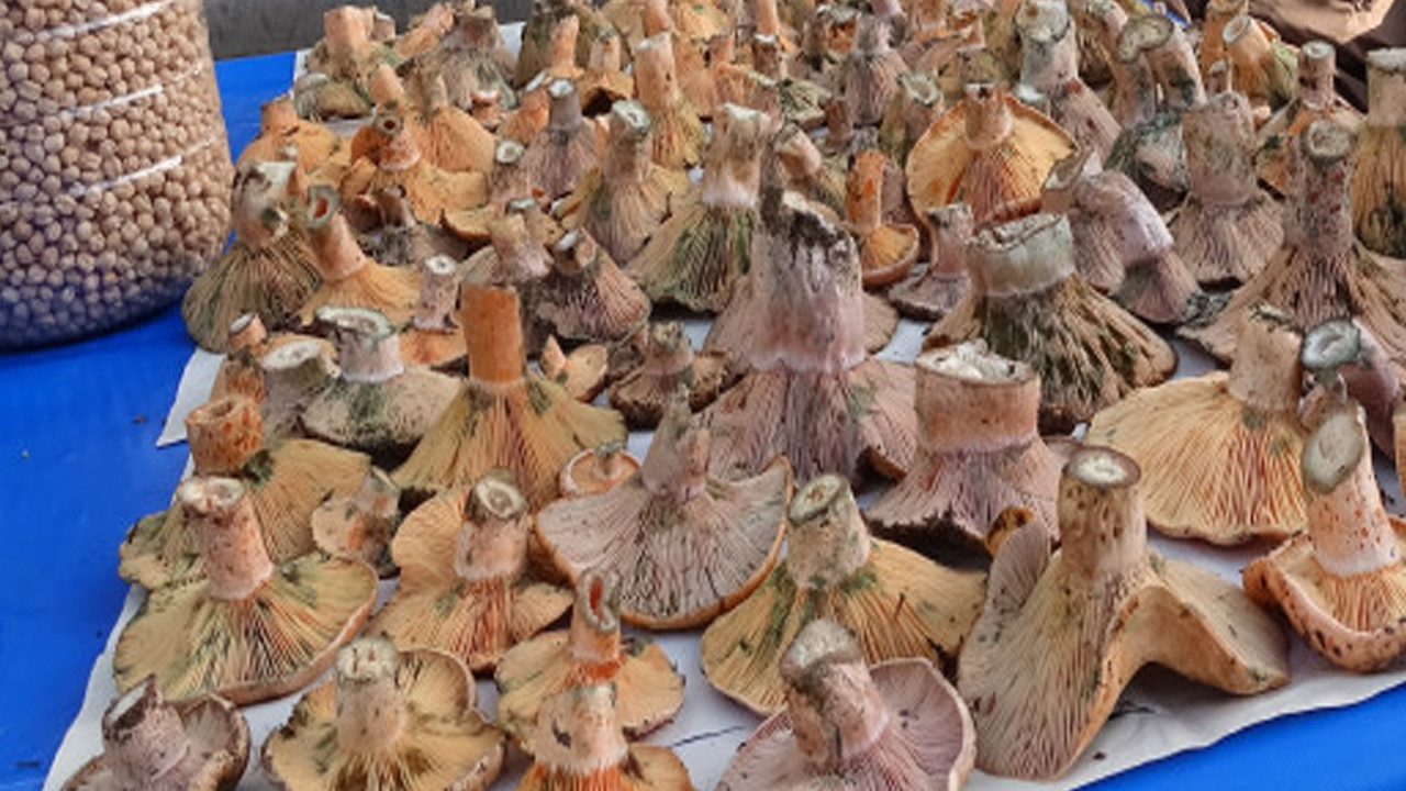 Kültür Mantarı mı, Doğal Mantar mı?! Hangisi daha sağlıklı? - Resim : 1